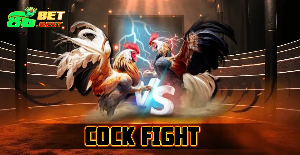 Trực tiếp những trận đá kê nảy lửa